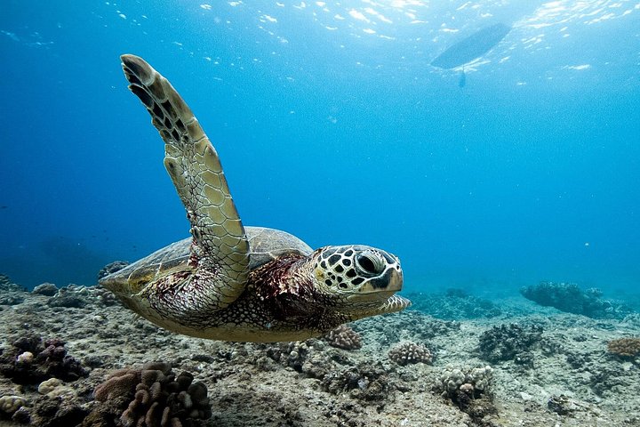 Swim With Dolphins and Turtles in West Oahu (Semi-Private Tours), photo 4 of 10