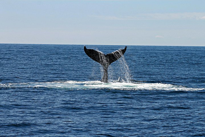 Waikiki: 2 Hour Whale Watching Cruise from Oahu, photo 5 of 10